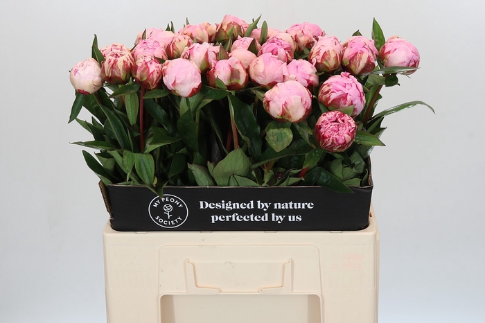 <h4>Paeonia Sarah Bernhardt</h4>
