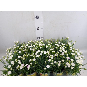 Dianthus allw. 'Lucky Lips Lisa'