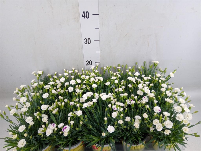 <h4>Dianthus allw. 'Lucky Lips Lisa'</h4>