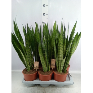 Sansevieria zeylanica