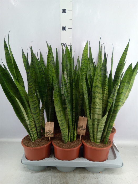 <h4>Sansevieria zeylanica</h4>