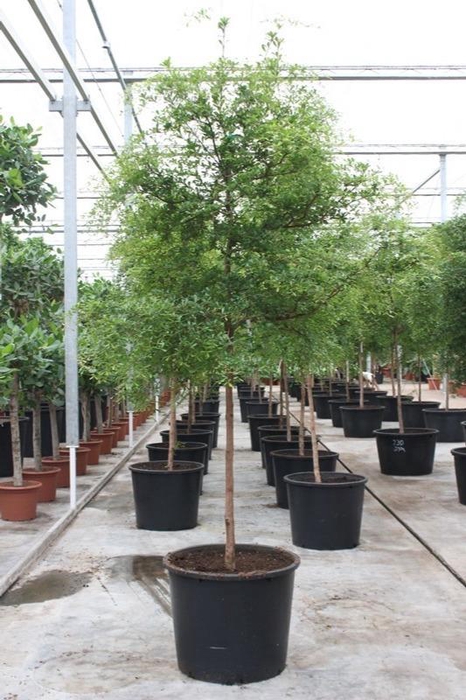 <h4>Bucida buceras</h4>