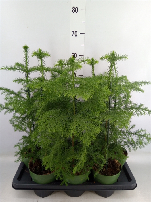 <h4>Araucaria heterophylla</h4>