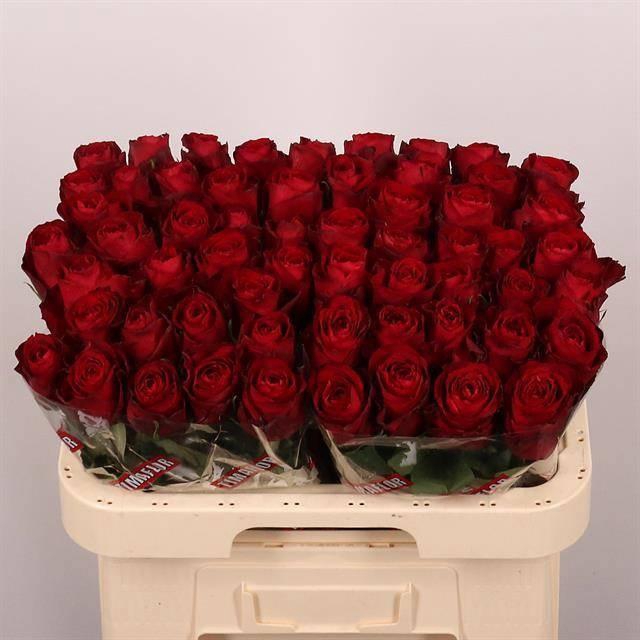 <h4>R GR MADAM RED</h4>