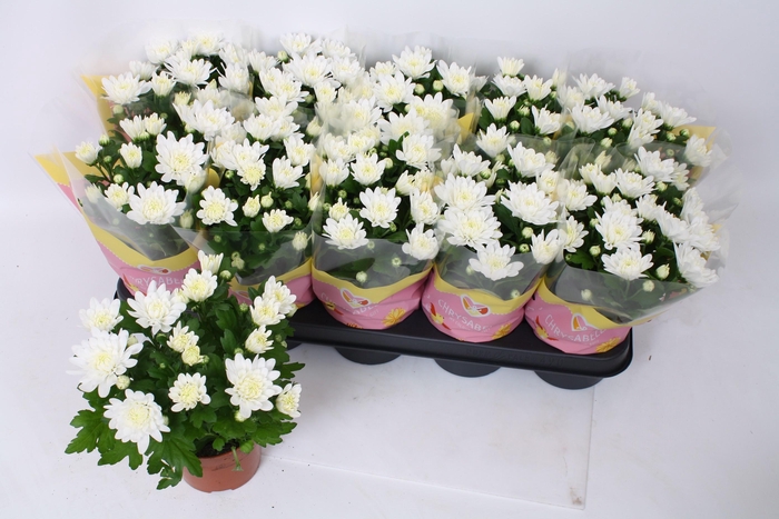 <h4>CHRYS BRAVE</h4>