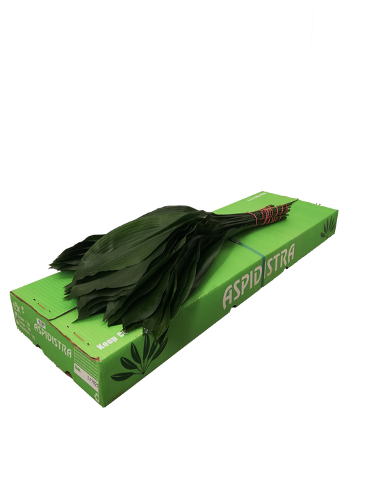 <h4>ASPIDISTRA 80 CM GT</h4>