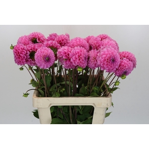 Dahlia Sweet Fabienne
