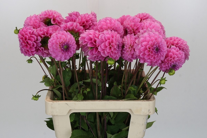 <h4>Dahlia Sweet Fabienne</h4>