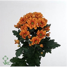 CHR T MANAGUA ORANGE