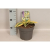 vaste planten 19 cm  Hosta autumn frost afd. 1