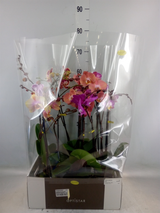 <h4>Phalaenopsis   ...mix</h4>