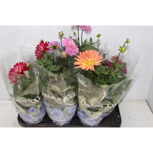 DAHLIA XXL P15