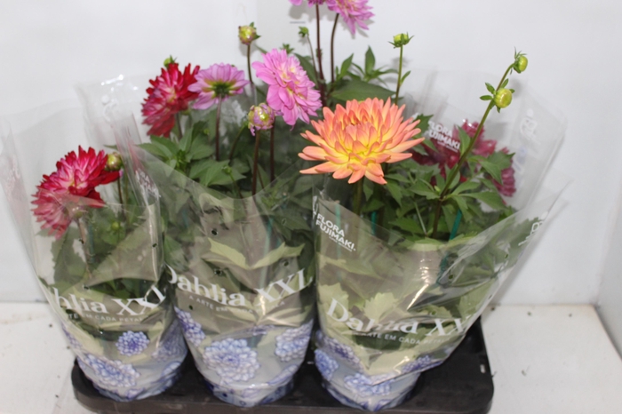 <h4>DAHLIA XXL P15</h4>