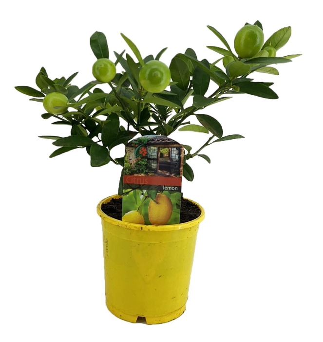<h4>Citrus lemon</h4>