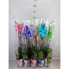 <h4>Phalaenopsis   ...</h4>