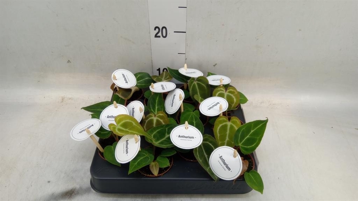 <h4>Anthurium   ...</h4>