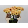 Dahlia Yellow Jill