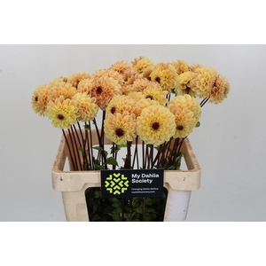 Dahlia Yellow Jill