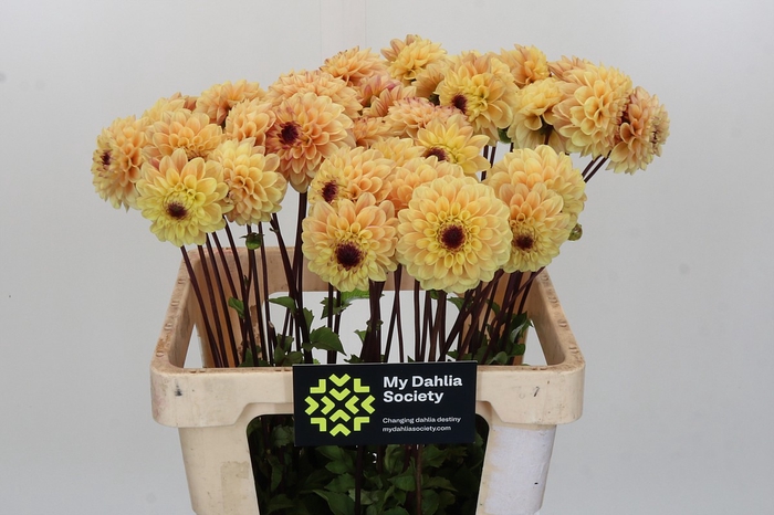 Dahlia Yellow Jill