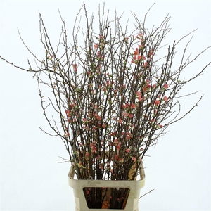 CHAENOMELES SUPERBA