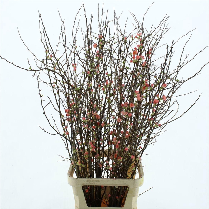 <h4>CHAENOMELES SUPERBA</h4>