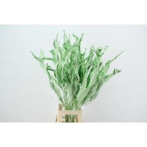 DF Strelitzia Leaf Mint Green