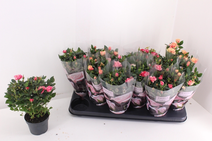 <h4>RO VICTORY GEM</h4>