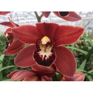 Cymbidium Mini Valerie X4 Leekade