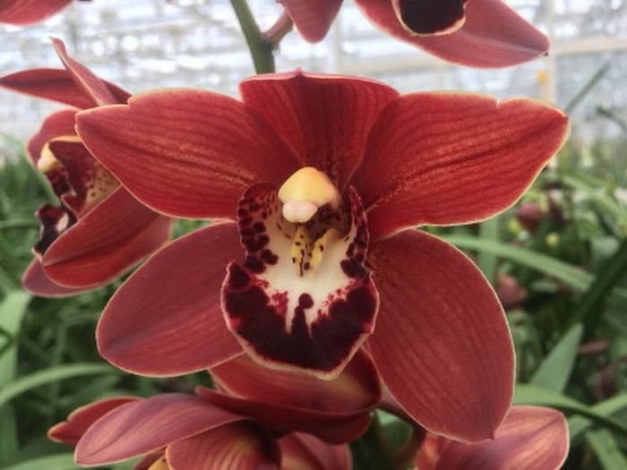 <h4>Cymbidium Mini Valerie X10 Leekade</h4>