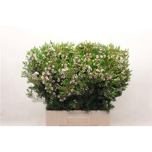 Chame Un Snow Flake 70cm