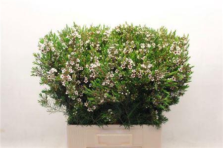 <h4>Chame Un Snow Flake 70cm</h4>