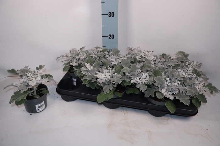 <h4>JACOBAEA MARITIMA</h4>