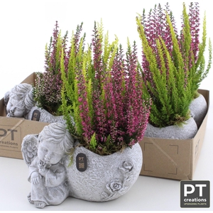 ARR TUINPLANTEN