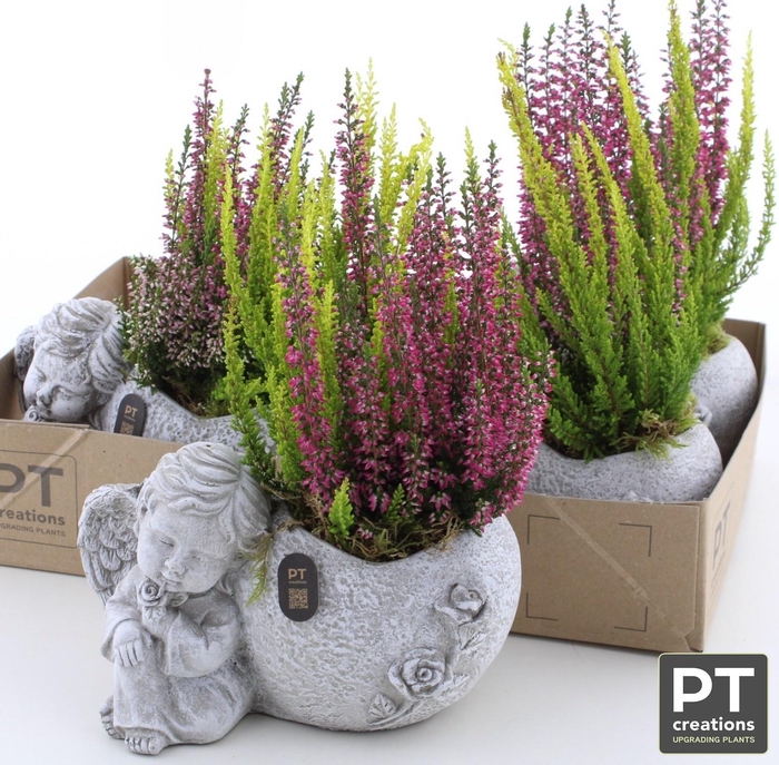 <h4>ARR TUINPLANTEN</h4>