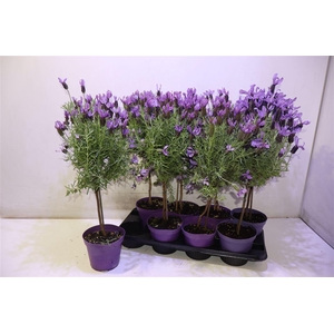 Lavandula Stoechas Stam