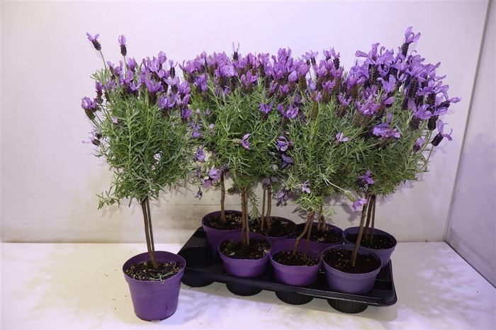 <h4>Lavandula Stoechas Stam</h4>