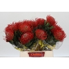 Nutans Ayoba Red