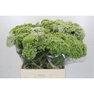 Ammi Visnaga