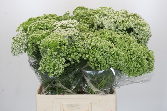 <h4>Ammi Visnaga</h4>