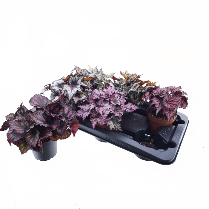 <h4>BEG REX GRP GEM</h4>