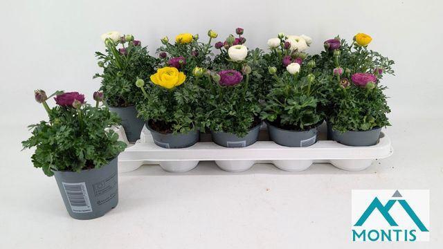 <h4>Ranunculus  'Sprinkles'</h4>