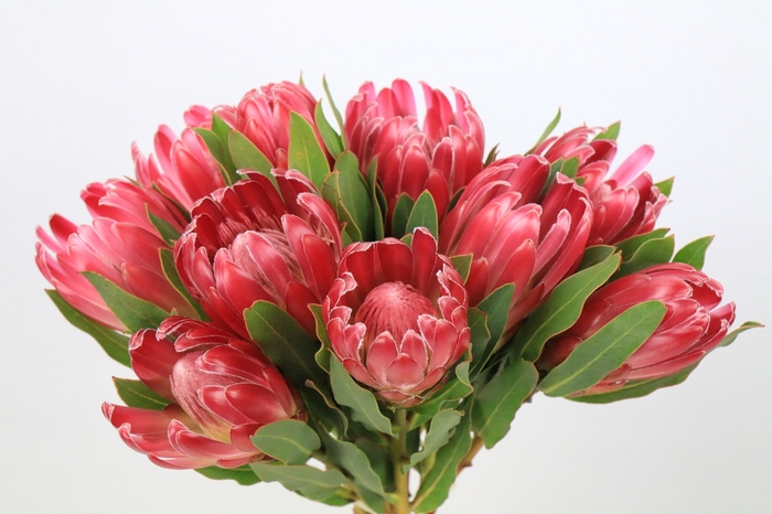 Protea Brenda