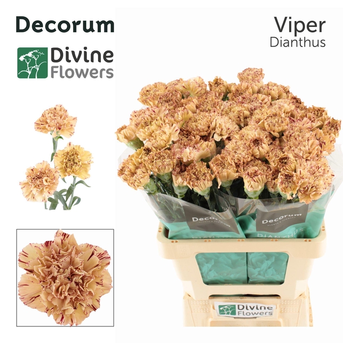<h4>Dianthus ST 'Viper'</h4>
