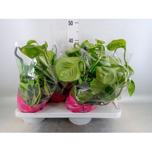 Epipremnum pinn. 'Marble Queen'  HG