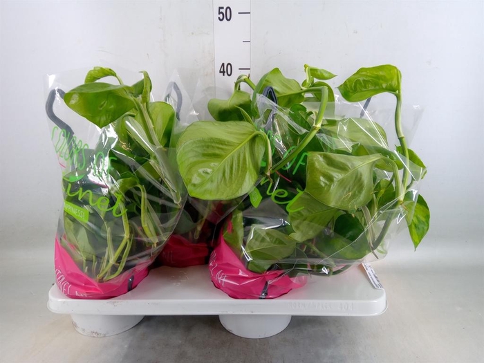 <h4>Epipremnum pinn. 'Marble Queen'  HG</h4>