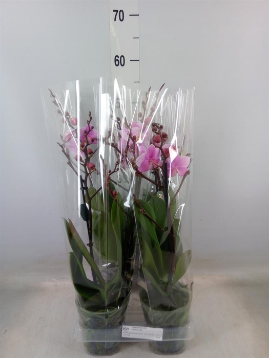 <h4>Phalaenopsis multi. 'Beaution'</h4>