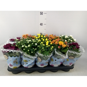 Chrysanthemum   ..rosebud mix