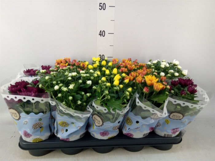 <h4>Chrysanthemum   ..rosebud mix</h4>