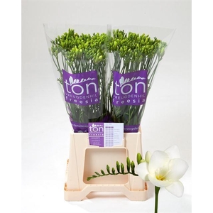 Freesia enk Diamond River