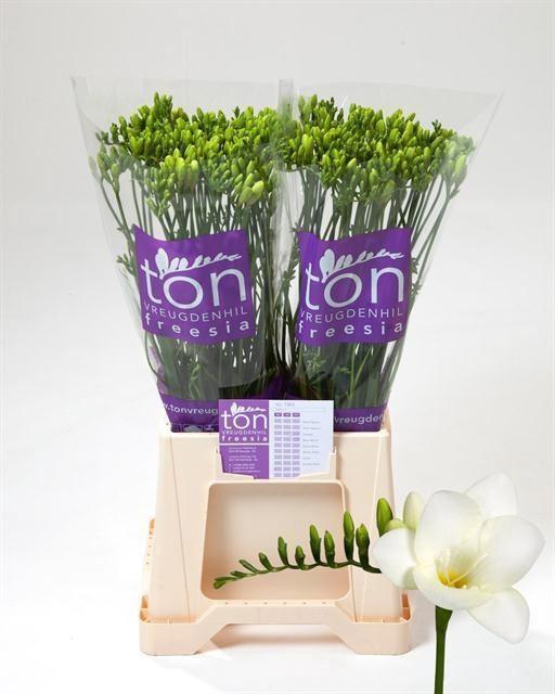 <h4>Freesia enk Diamond River</h4>